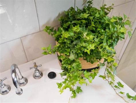 好記的店名 適合浴室的植物